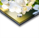 The Perfume of Jasmine Lingers Acrylic print