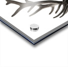 Deer Portrait Acrylic print