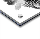 Funny Zebra Acrylic print