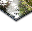 Scottish Highlands Mystical Pine Woodland  Acrylic print