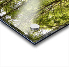 Scottish Highlands Green Birch Sunlight Acrylic print