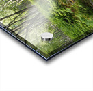 Scottish Highlands Birch Path                                                                                                                      Acrylic print