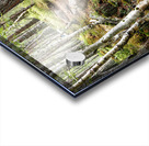  Scottish Highlands Forest Trail                                                                                                                     Acrylic print