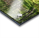 Scottish Highlands Ferns Path                                                                                                                      Acrylic print