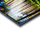 Sunlight Through the Pine Trees  Acrylic print