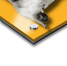 Farm Cow Original Abstract Photography on Dark Yellow Background Acrylic print