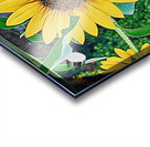 BEEtiful RezN888 Holt Acrylic print