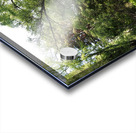  May Birch Forest Trail in the Scottish Highlands                                                                                                                     Acrylic print