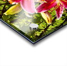 Nancys Day Lily Acrylic print