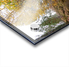 Autumn Birch Tree Glory Acrylic print