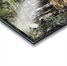 Scottish Highlands Pine Trees                                                                                                                      Acrylic print