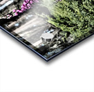 Woodland Foxgloves and Ferns                                                                                                                      Acrylic print