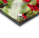  Natures Ruby Kiss in the Scottish Highlands                                                                                                                     Acrylic print