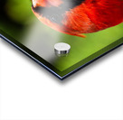 Northern Cardinal Among Maple Leaves Acrylic print