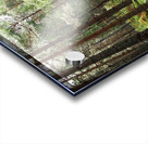  Pine and Spruce Forest Path through the Scottish Highlands                                                                                                                      Acrylic print