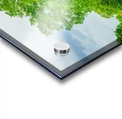 Majestic Elm In Springtime Stillness Acrylic print