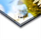 A Daisy Story Acrylic print