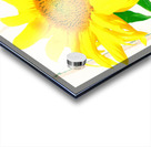 Sunflower Picture Acrylic print