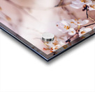  the spring Acrylic print