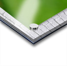 daisy  Acrylic print