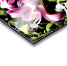 Vibrant Pink Flowering Lilies                                                                                                                      Acrylic print