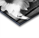 Sunflower with Bee in Black and White                                                                                                                      Acrylic print