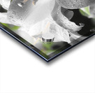 Lilies and the Drew Drops                                                                                                                      Acrylic print