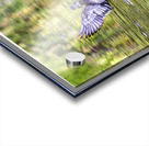 Wood Duck Hen Spread Acrylic print