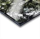 Birch Tree Gathering in the Scottish Highlands                                                                                                                       Acrylic print