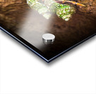 Costa Rica  Hermit Tree Crabs Acrylic print