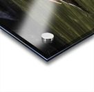 Pelican Coming in for a Landing Acrylic print