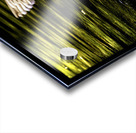 Morning Wood Duck Acrylic print