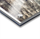 Badlands Buffalo Acrylic print