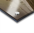 Seagulls Over Cocoa Beach Acrylic print