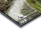 Scottish Highlands Serene Forest with Mossy Tree                                                                                                                      Acrylic print