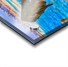 HABOR PELICAN  Acrylic print