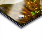 ELEGANT BIRD Acrylic print