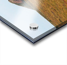 Pingo Canadian Landmark Acrylic print