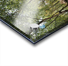  Scottish Highlands Sunshine Forest                                                                                                                     Acrylic print