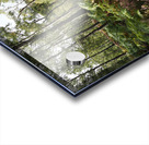 Scottish Highlands Serene Birch Woodland                                                                                                                        Acrylic print