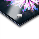 Wild Bergamot Flower Fae   Hush Acrylic print