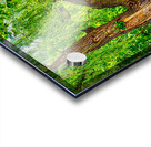 WEEPING WILLOW  Acrylic print