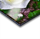 WHITE ROSE   Acrylic print