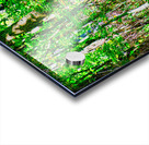 NATIVE FOREST  Acrylic print