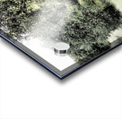 Scottish Highlands Serene Forest Pathway                                                                                                                       Acrylic print