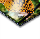 Feeding in the Light Acrylic print