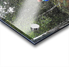  Scottish Highlands Birch Tree Walk                                                                                                                     Acrylic print