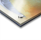 Imminent  White Egret Flight Acrylic print