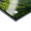 Sunlit Forest Path Acrylic print