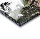  Scottish Highlands Mixed Forest and the Heather                                                                                                                     Acrylic print